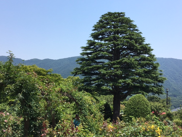 ヒマラヤ杉20170708