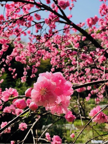 月めぐり_漢方_里山_桃の花