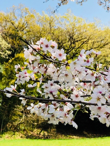 月めぐり_漢方_花見_舞岡