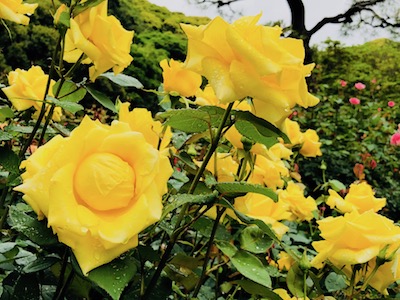 鎌倉文学館_バラ_開花_2018053105