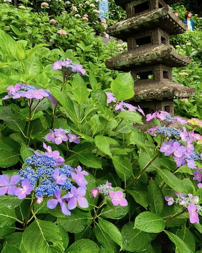 鎌倉_紫陽花_開花_2018053104