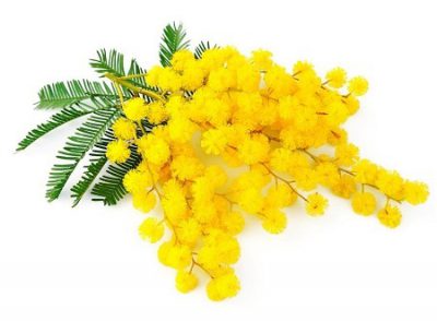 mimosa_top_201903_薬膳_漢方_ミモザ02