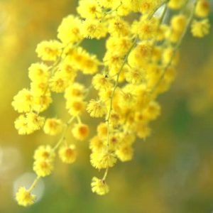 mimosa_top_201903_薬膳_漢方_ミモザ01