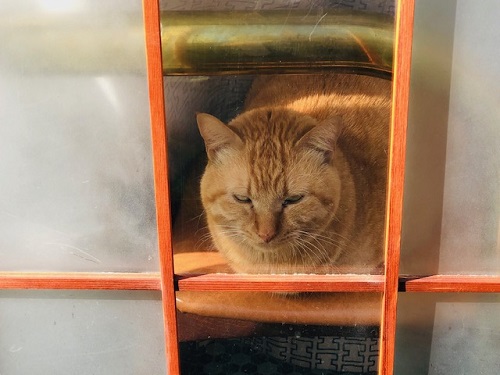 落語_元犬_蔵前神社_蔵前_漢方ツアー_神社仏閣めぐり_蔵前_猫_2019121406