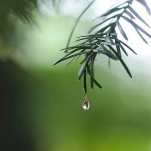 雨の日_漢方養生_気分が滅入る_気分転換_方法_瞑想_自由が丘_月めぐり_漢方ライフ_20200310