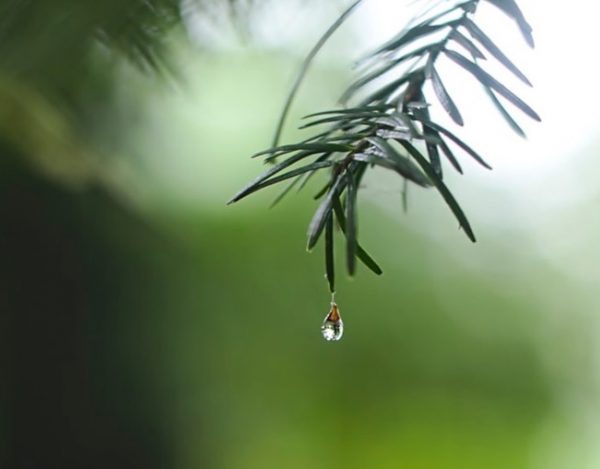 雨の日_漢方養生_気分が滅入る_気分転換_方法_瞑想_自由が丘_月めぐり_漢方ライフ_20200310