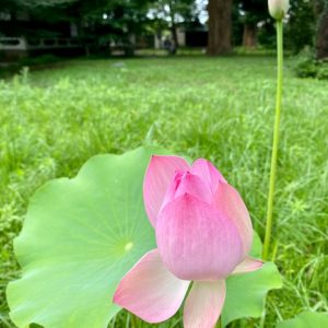 神社仏閣_蓮の花_瞑想_自由が丘_横浜_月めぐり_呼吸瞑想_20073001