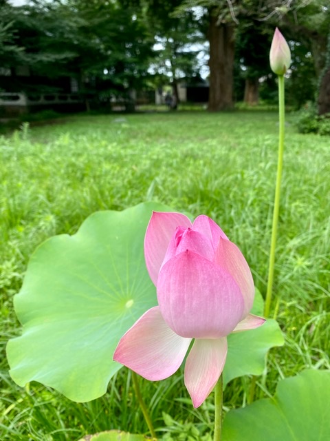 神社仏閣_蓮の花_瞑想_自由が丘_横浜_月めぐり_呼吸瞑想_20073001